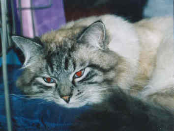 siberian cat. Vaclav Silk Mask